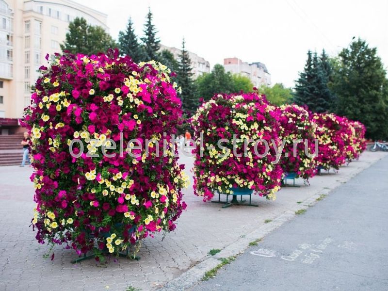 Как поливать растения Особенности создания вертикального