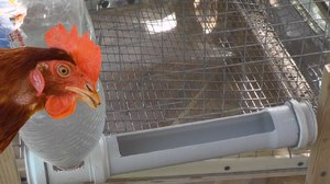 Виды поилок для кур      Изделие для курятника