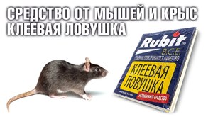 Чего боятся крысы и мыши Какими средствами вывести мышей