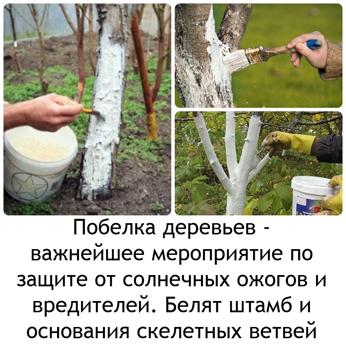 инструкция по побелке деревьев