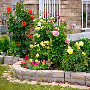 Сорта роз для розания