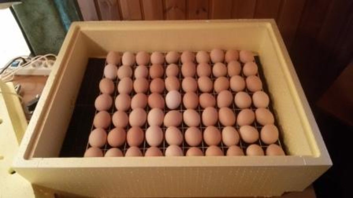 Домашний инкубатор из пенопласта для яиц эублефаров — Обзор инкубатора