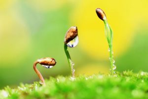 Лучшие стимуляторы роста корней растений: применение и характеристики