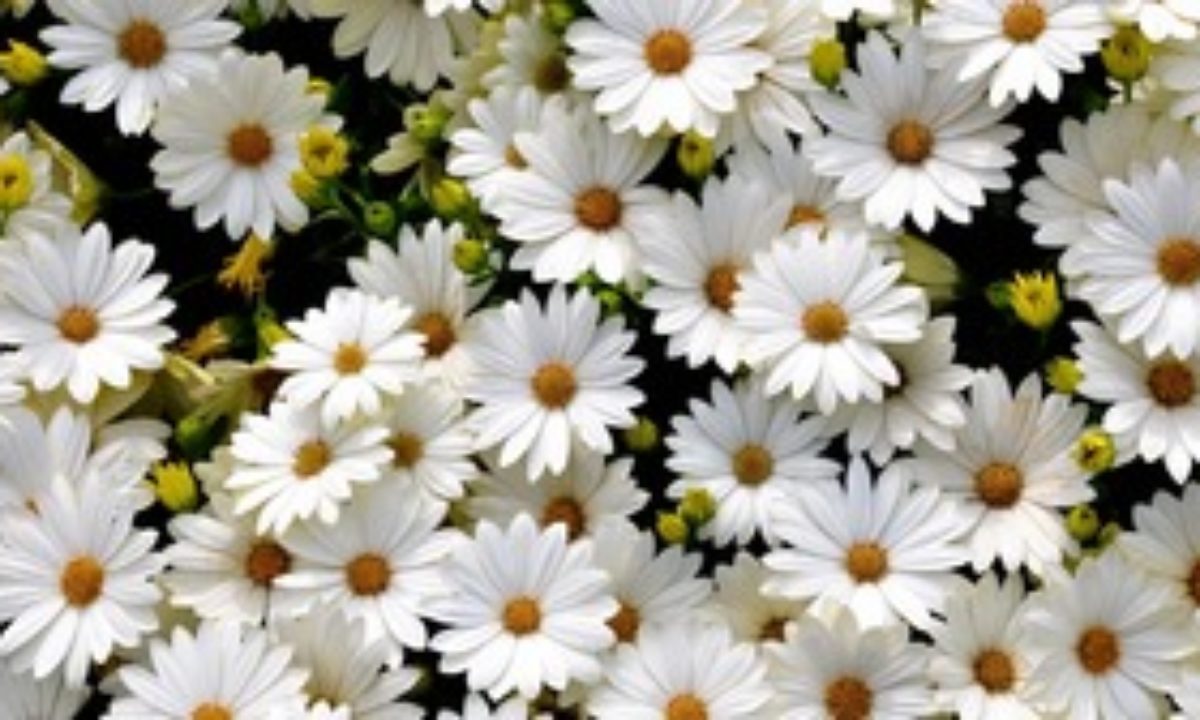 Виды Белых Цветов Названия И Фото