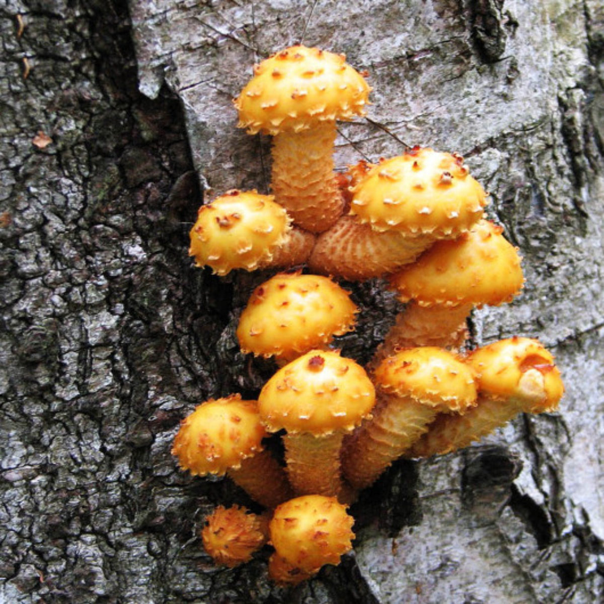 Королевский гриб со сладковатым вкусом: чешуйчатка золотистая