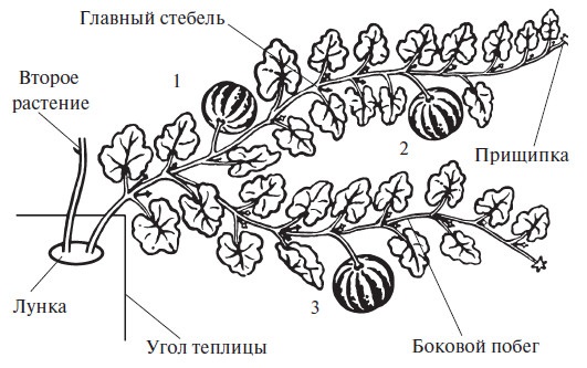 Сроки посадки тыквы в 2019 году: как получить хороший урожай