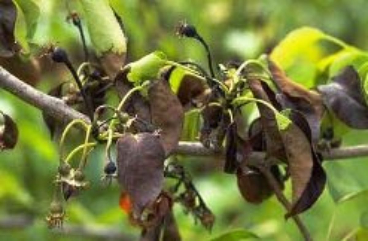 Почернение листьев на груше: что делать, как и чем лечить болезнь, еслилистья почернели, сохнут и скручиваются