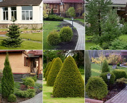 Туя: прижившаяся экзотика на вашем участке