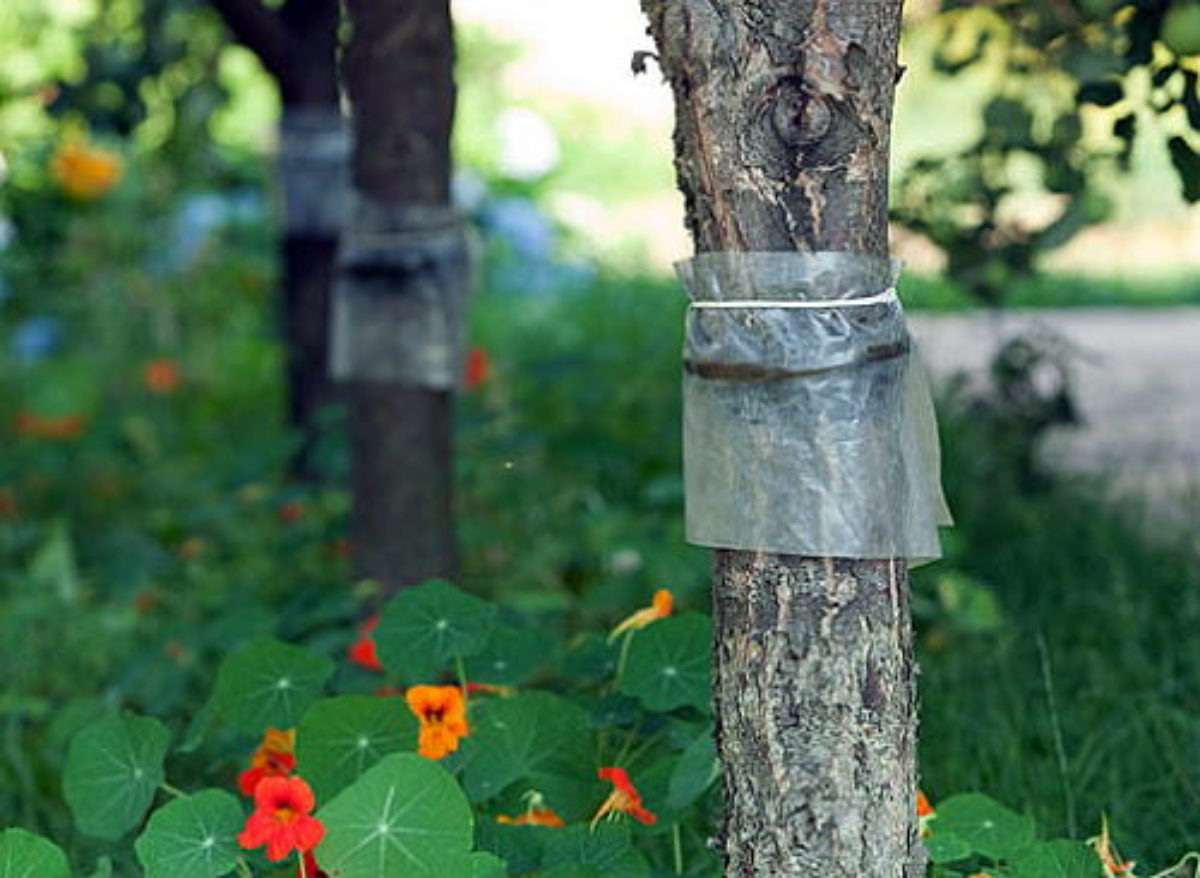 Ловчие пояса для плодовых деревьев от тли и муравьев: как сделать своими руками?