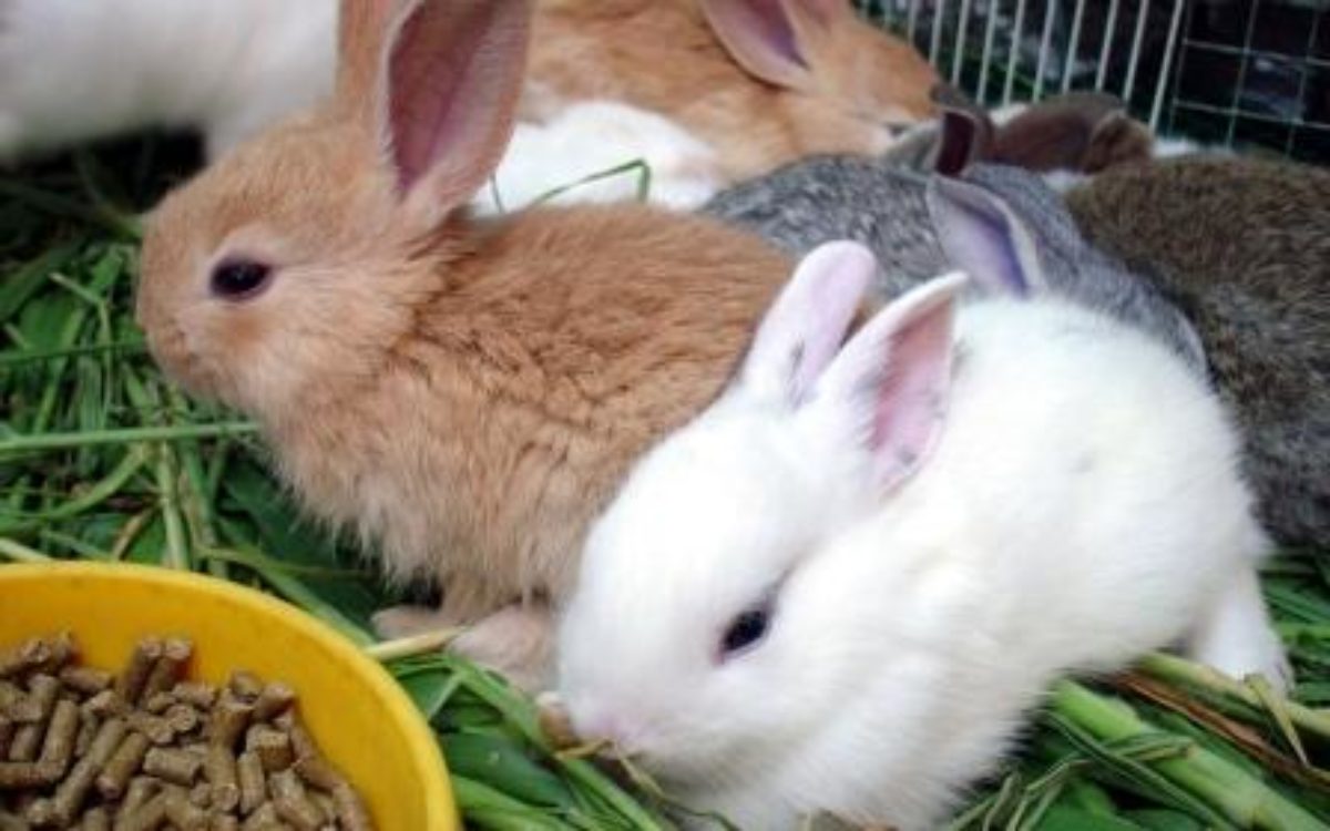 Корм для кроликов своими руками в домашних условиях