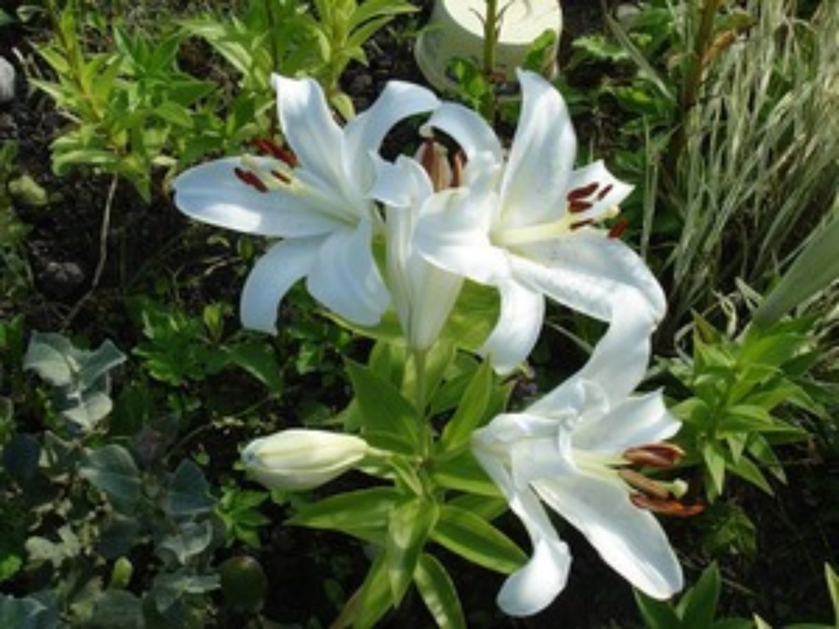 лилия садовая фото кустовая