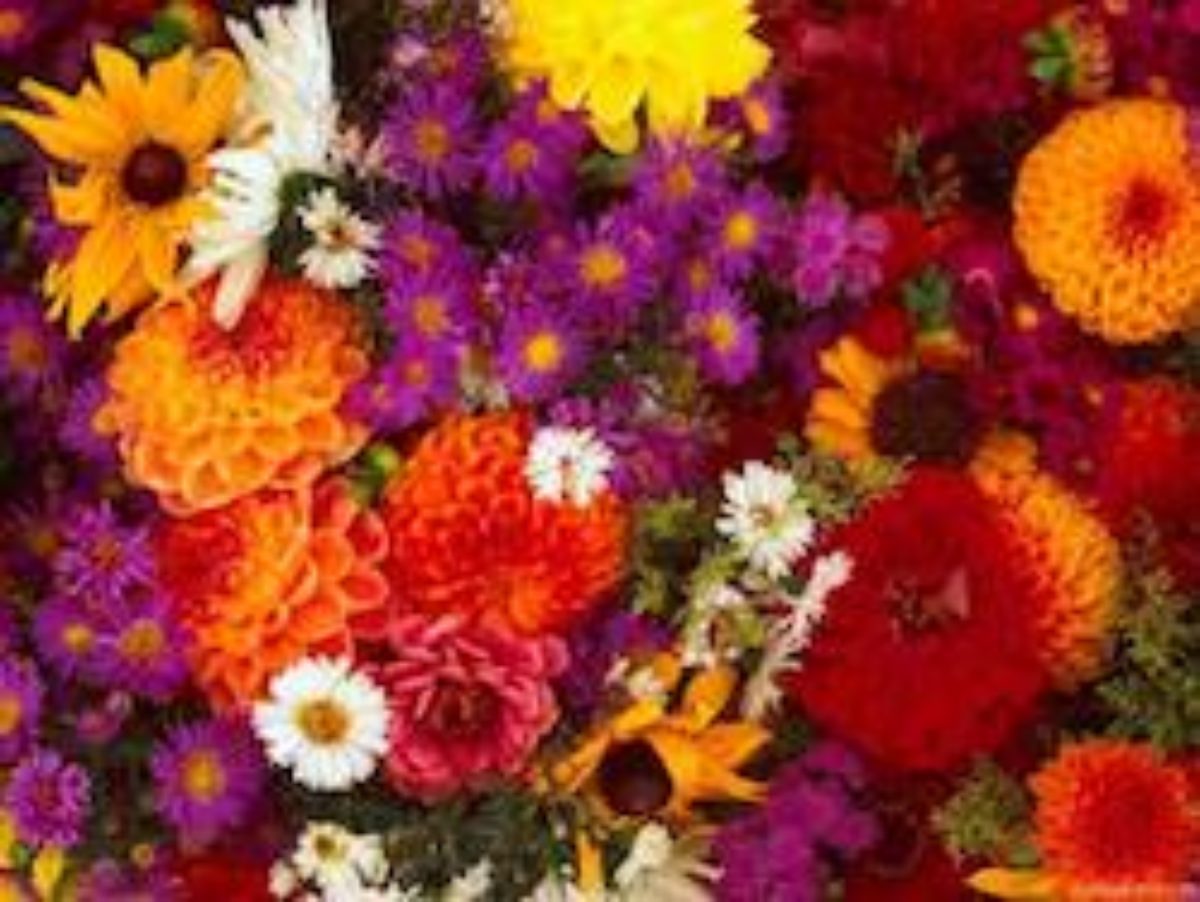 Осенние цветы: названия, сорта, описание, картинка посадки, как создатьцветник, какие растения использовать, выращивание, уход осенью (20 фото)