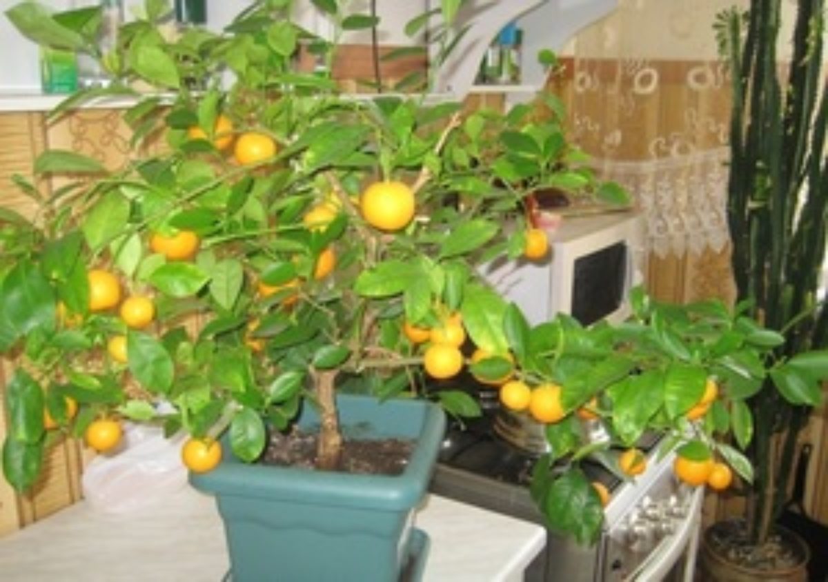 Мандариновое дерево как ухаживать в домашних. Мандариновое дерево и лимонное дерево. Мандарин дерево в горшке. Карликовое мандариновое дерево. Апельсин дерево комнатное.