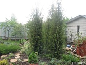 Туя: прижившаяся экзотика на вашем участке