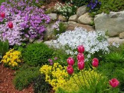 Туя: прижившаяся экзотика на вашем участке