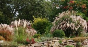 Туя: прижившаяся экзотика на вашем участке