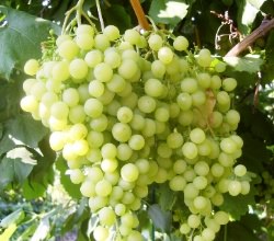 Лучшие сорта винограда самары