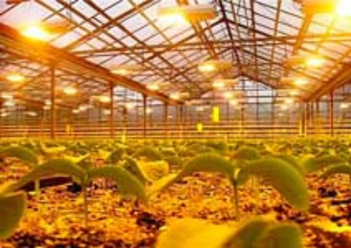 Технология выращивания огурцов и томатов на гидропонике
