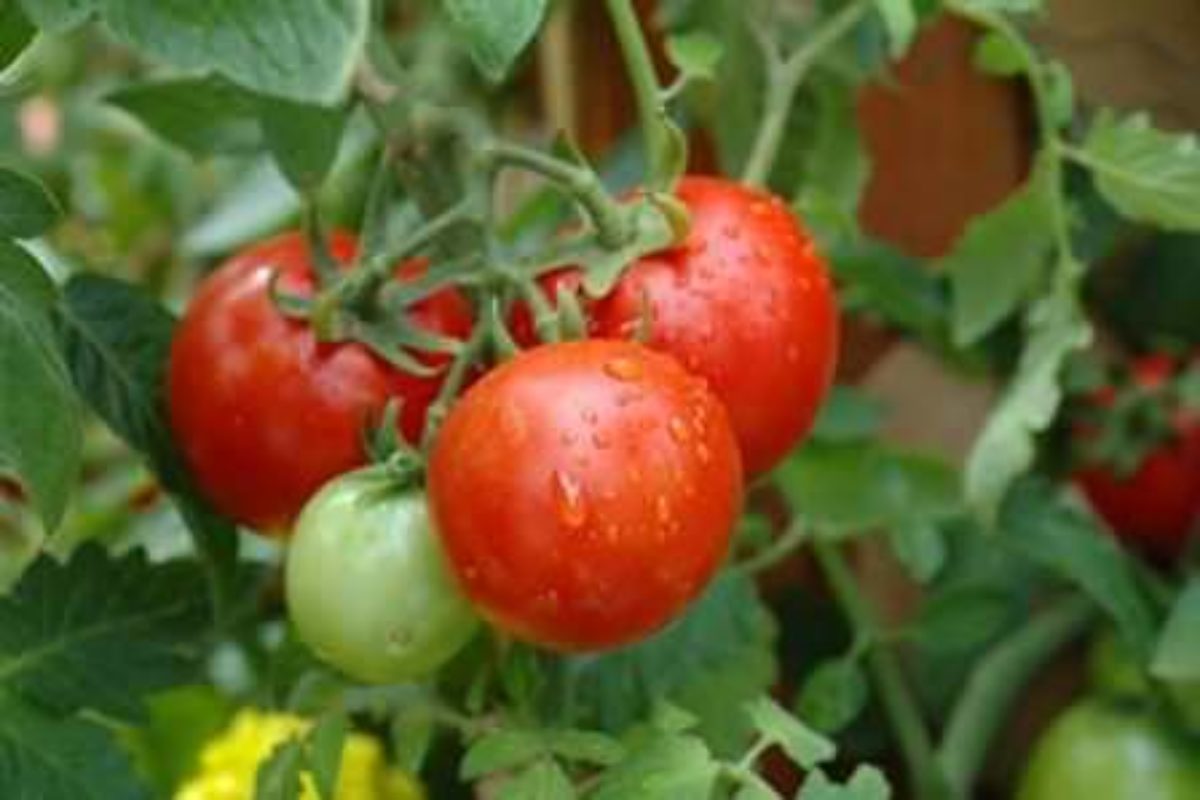 Томаты в теплице: лучшие сорта помидоров 2018, урожайные, семена, описание,отзывы, посадка, выращивание, уход