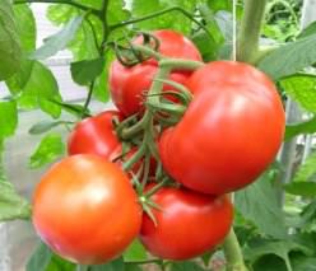 Детерминантые и индетерминантные сорта помидоров: что это, в чем разница,плюсы и минусы, лучшие томаты для теплиц, открытого грунта
