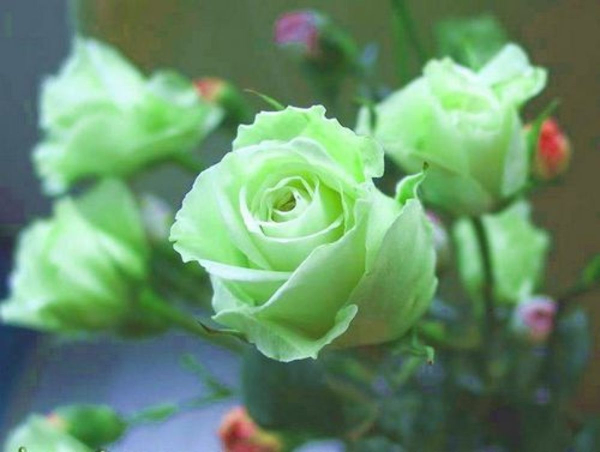 Розово Зеленые Розы Фото