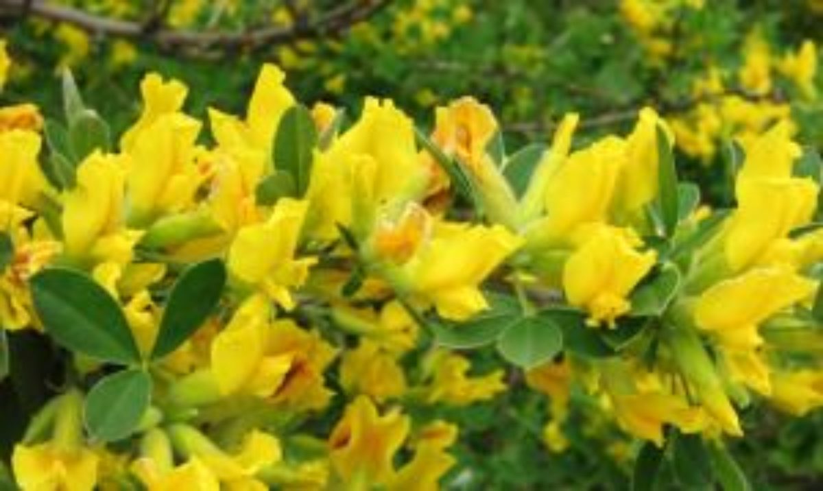Кусты цветущие желтыми цветами весной название