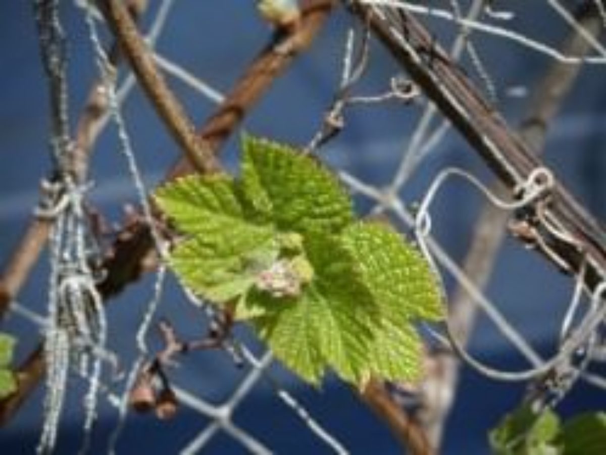 Уход за виноградом весной: обработка, подвязка, обрезка, полив, подкормка
