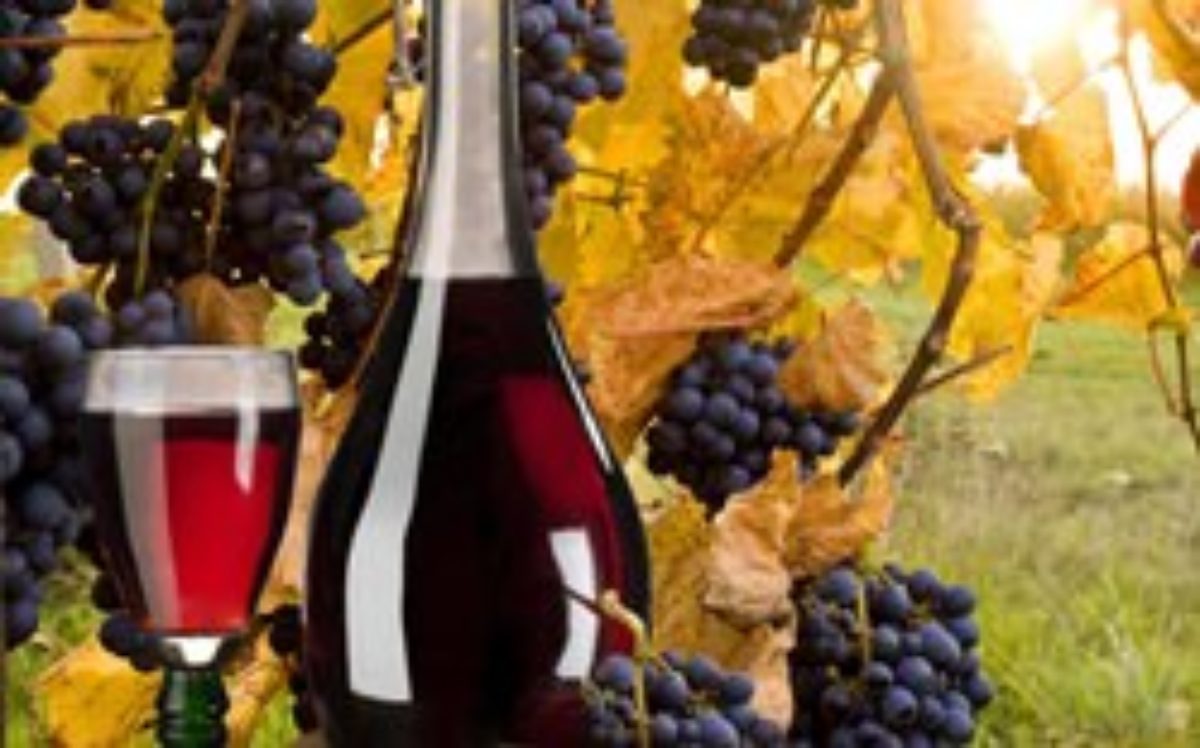 Виноград: зимостойкие сорта для виноделия на биржевые-записки.рф