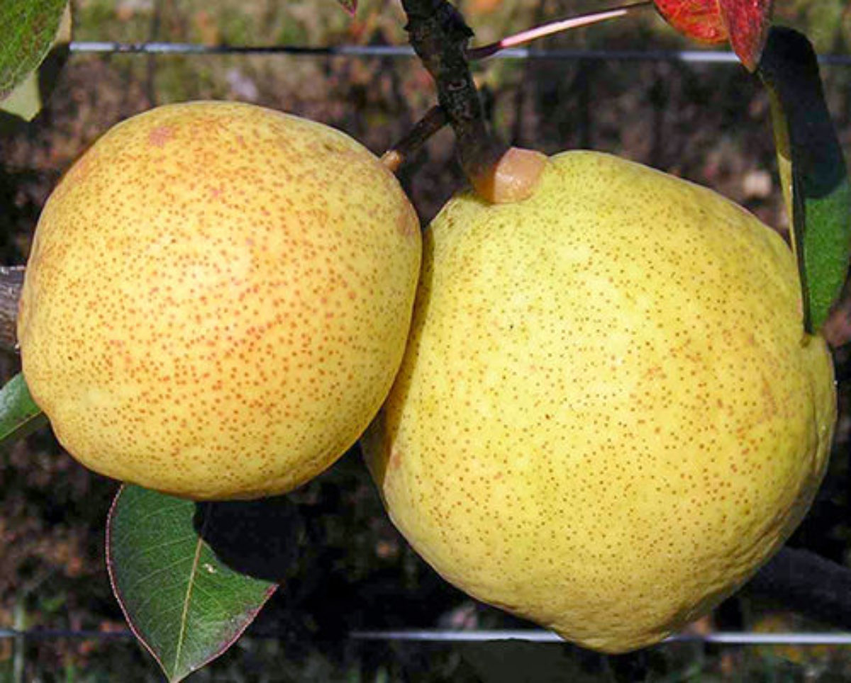 Verschillende marktvragen voor fruitbomen