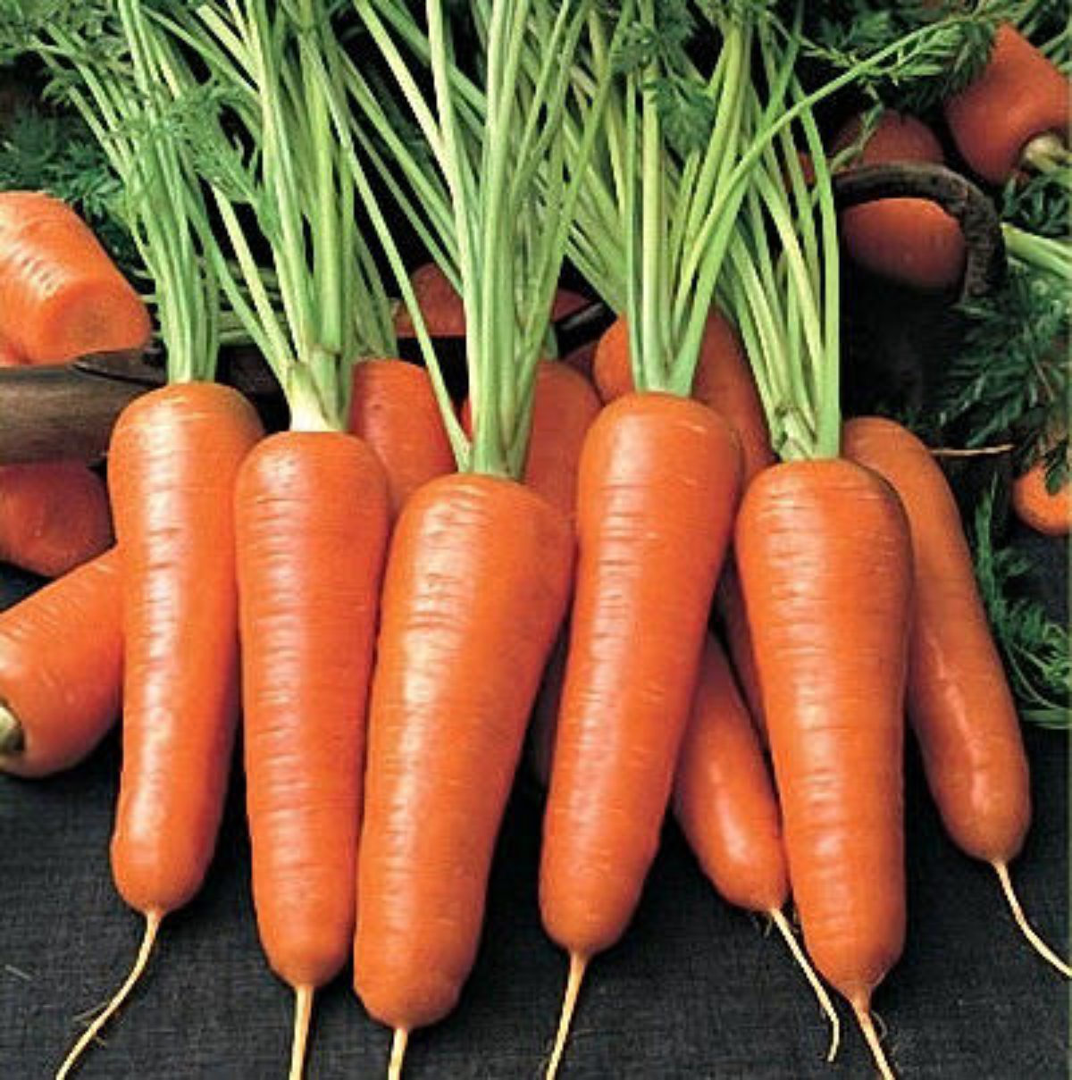 Морковка абака семена посадка лаконоса семенами