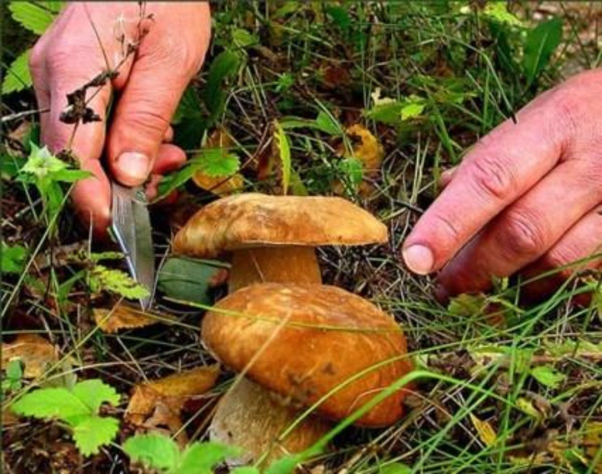 картинки грибов в саратовской области