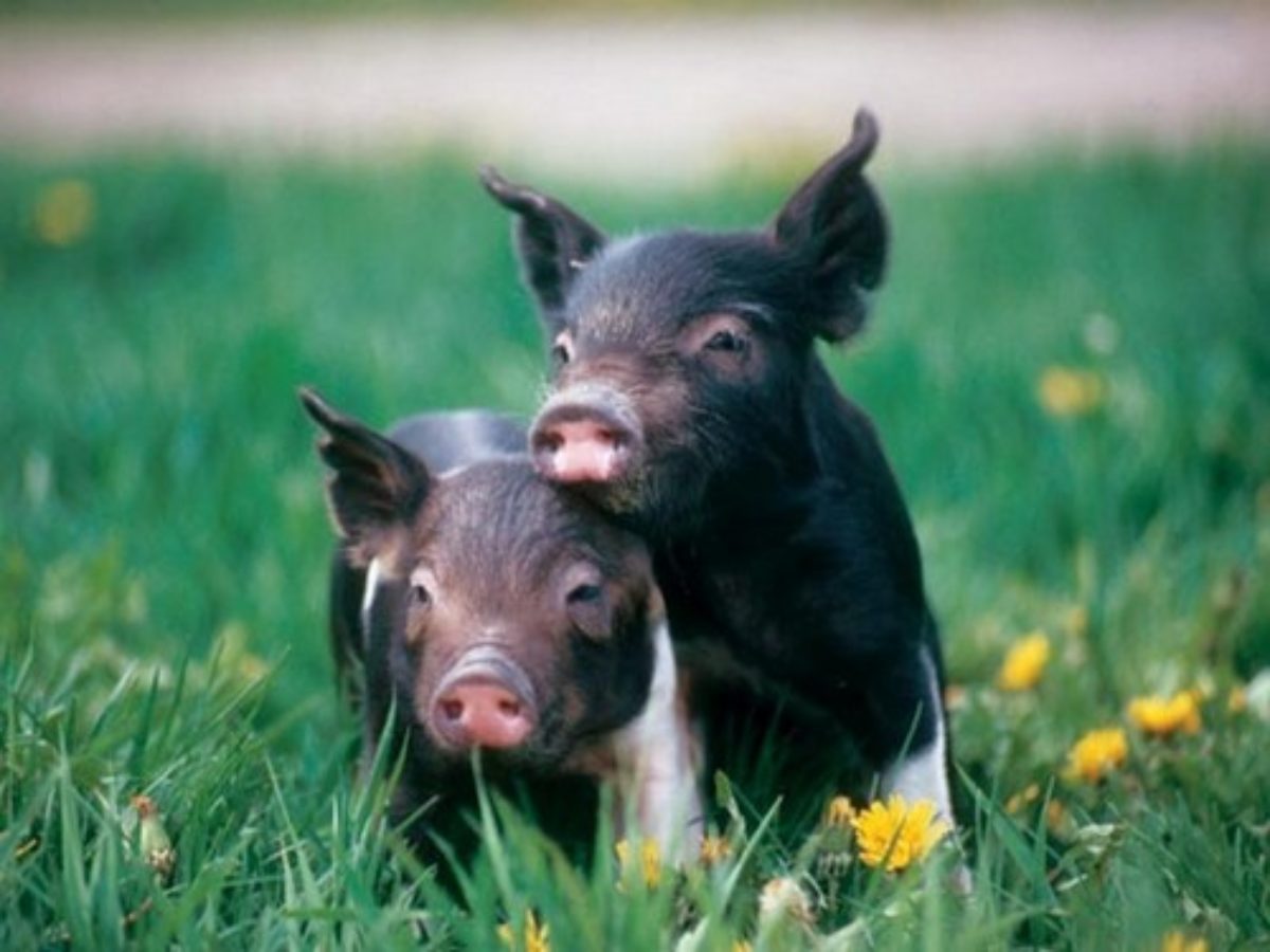 Породы свиней: мясные, сальные, популярные, необычные, характеристика,достоинства и недостатки, особенности содержания