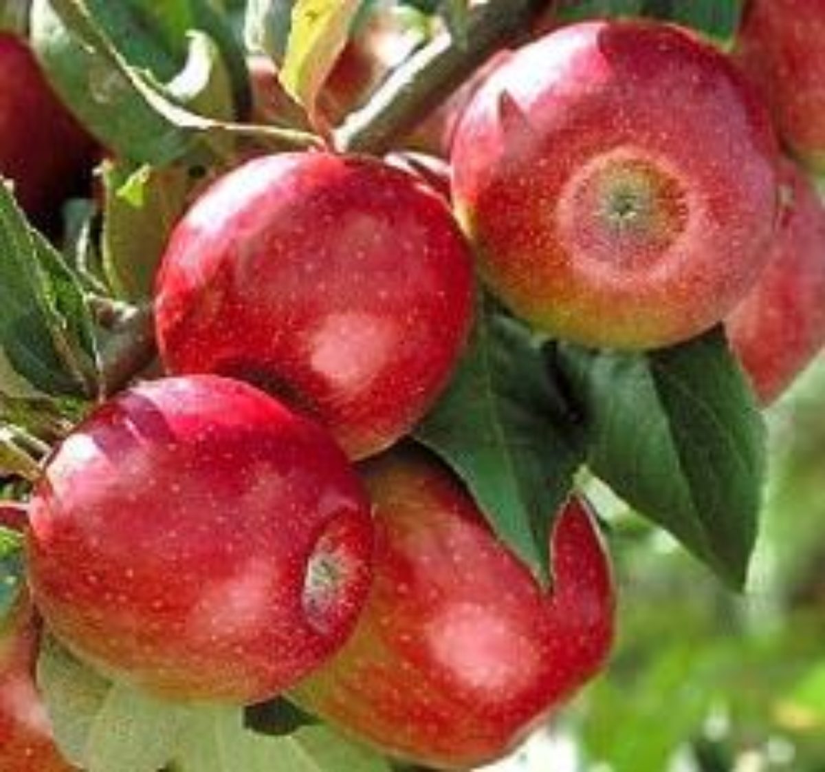 Анис бархатный яблоня