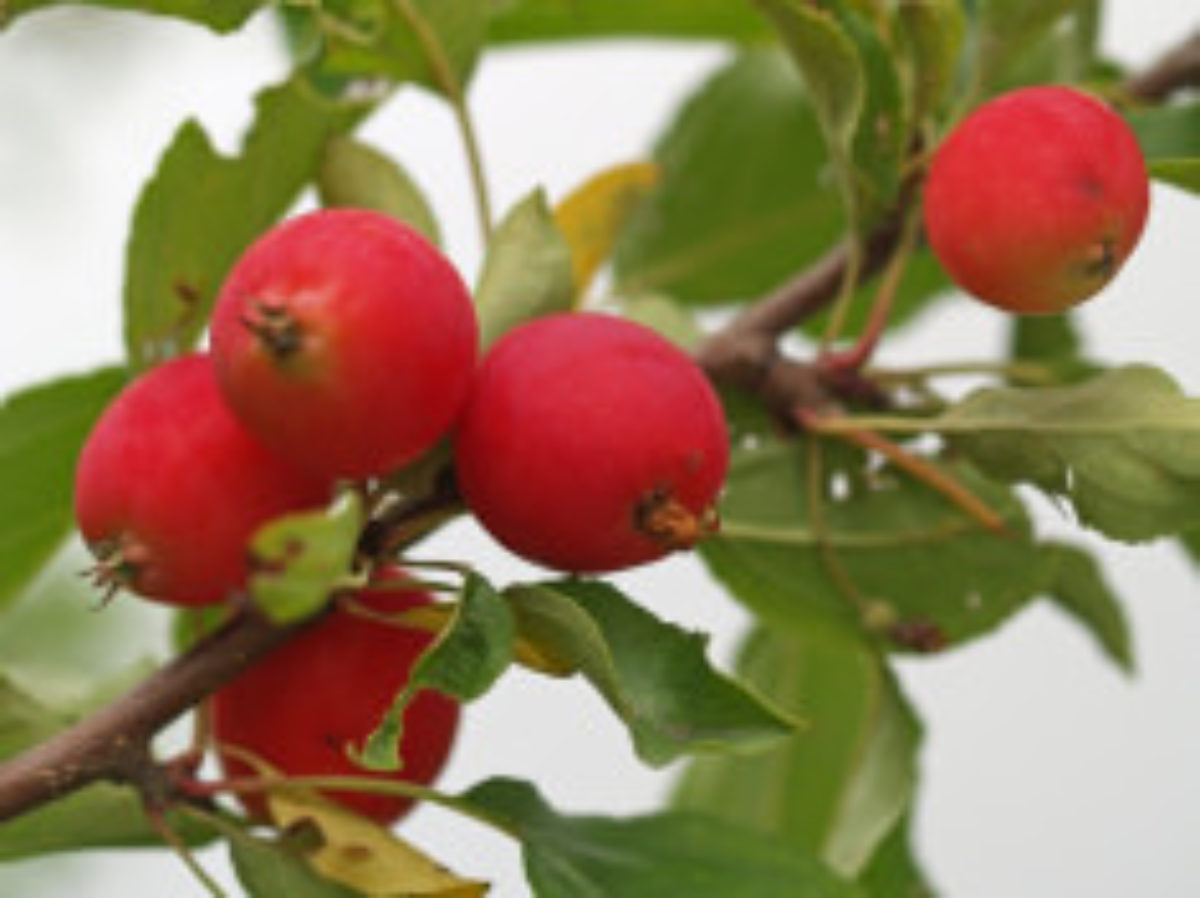 Яблоки Маленькие – купить в интернет-магазине OZON по низкой цене