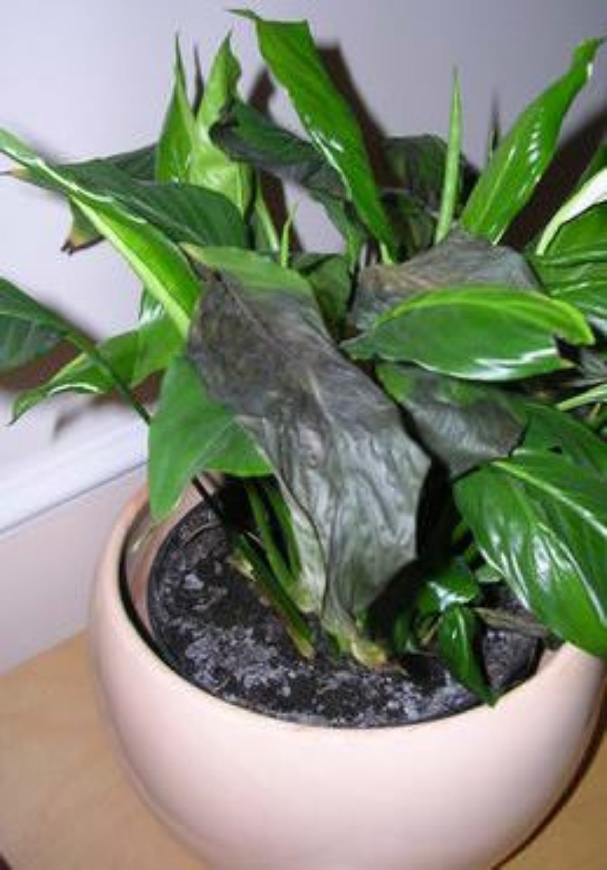 Почернение листьев у комнатных растений: предотвращение и методы борьбы