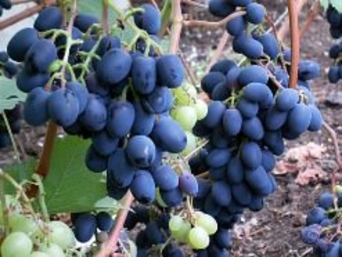 Шуня виноград описание