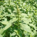 Амарант: описание видов и особенности выращивания растения из семян