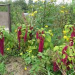 Амарант: описание видов и особенности выращивания растения из семян