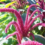 Амарант: описание видов и особенности выращивания растения из семян