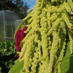 Амарант: описание видов и особенности выращивания растения из семян