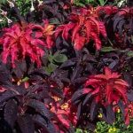 Амарант: описание видов и особенности выращивания растения из семян