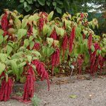 Амарант: описание видов и особенности выращивания растения из семян