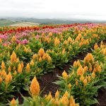 Амарант: описание видов и особенности выращивания растения из семян