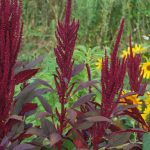 Амарант: описание видов и особенности выращивания растения из семян