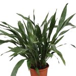 Аспидистра: нежный и многоликий чугунный цветок