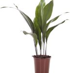 Аспидистра: нежный и многоликий чугунный цветок