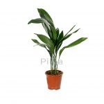 Аспидистра: нежный и многоликий чугунный цветок