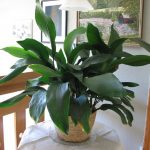 Аспидистра: нежный и многоликий чугунный цветок