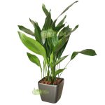 Аспидистра: нежный и многоликий чугунный цветок