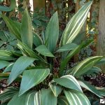 Аспидистра: нежный и многоликий чугунный цветок